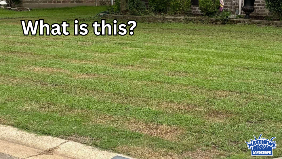 What-is-this-980×551
