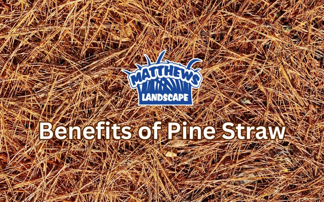 Benefits of Pine Straw