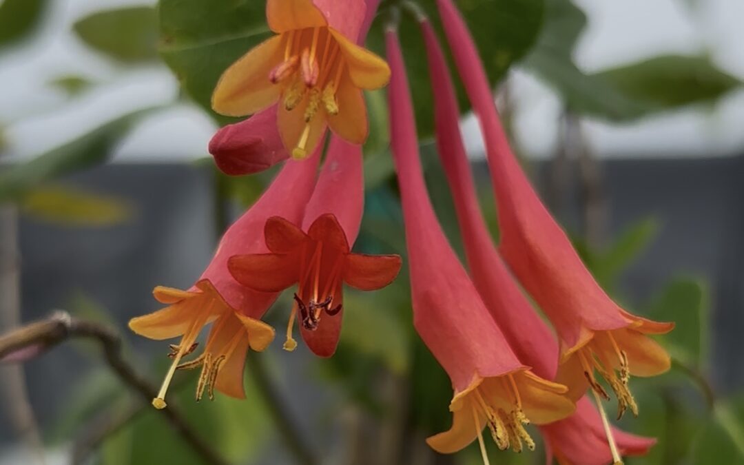Plant of the Week: Coral honeysuckle
