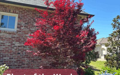 Plant of the Week: Japanese Maple