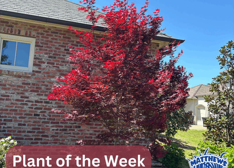 Plant of the Week: Japanese Maple