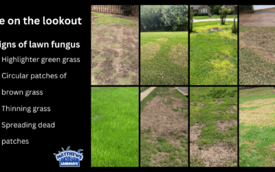 Know the Signs of Lawn Fungus