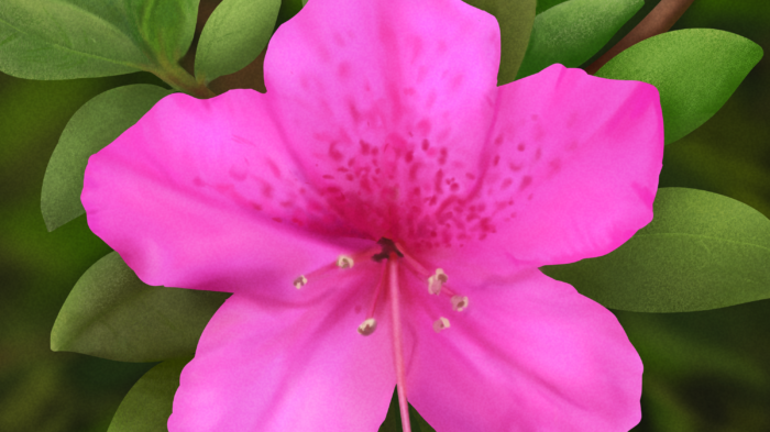 Plant of the Week: Southern Indica Azalea