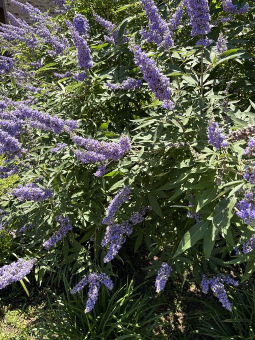 Plant of the Week: Vitex