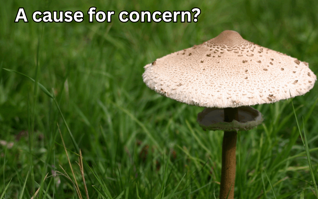Lawn Mushrooms: A Cause for Concern?