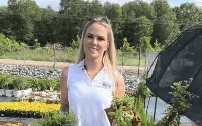 Evergreen ground covers for your landscape