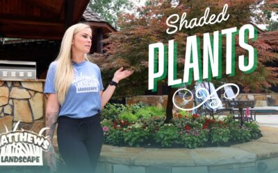 Plants for Shaded Beds