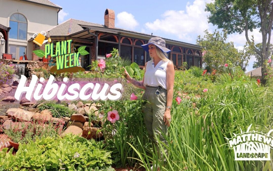 Plant of the Week: Rosemallow Hibiscus
