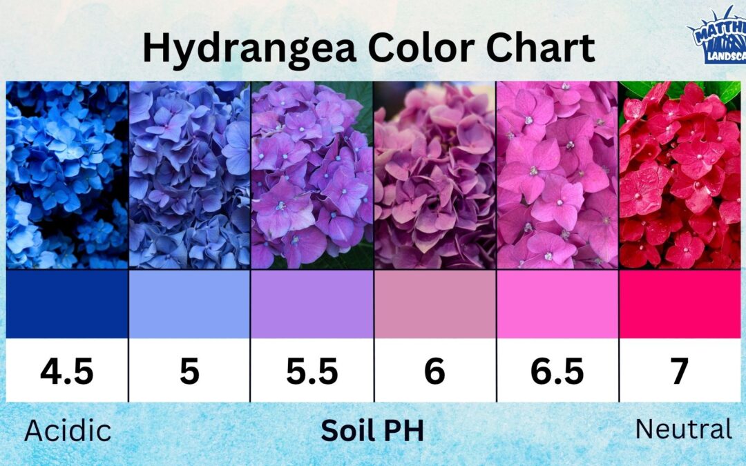 Did You Know This About Hydrangeas?