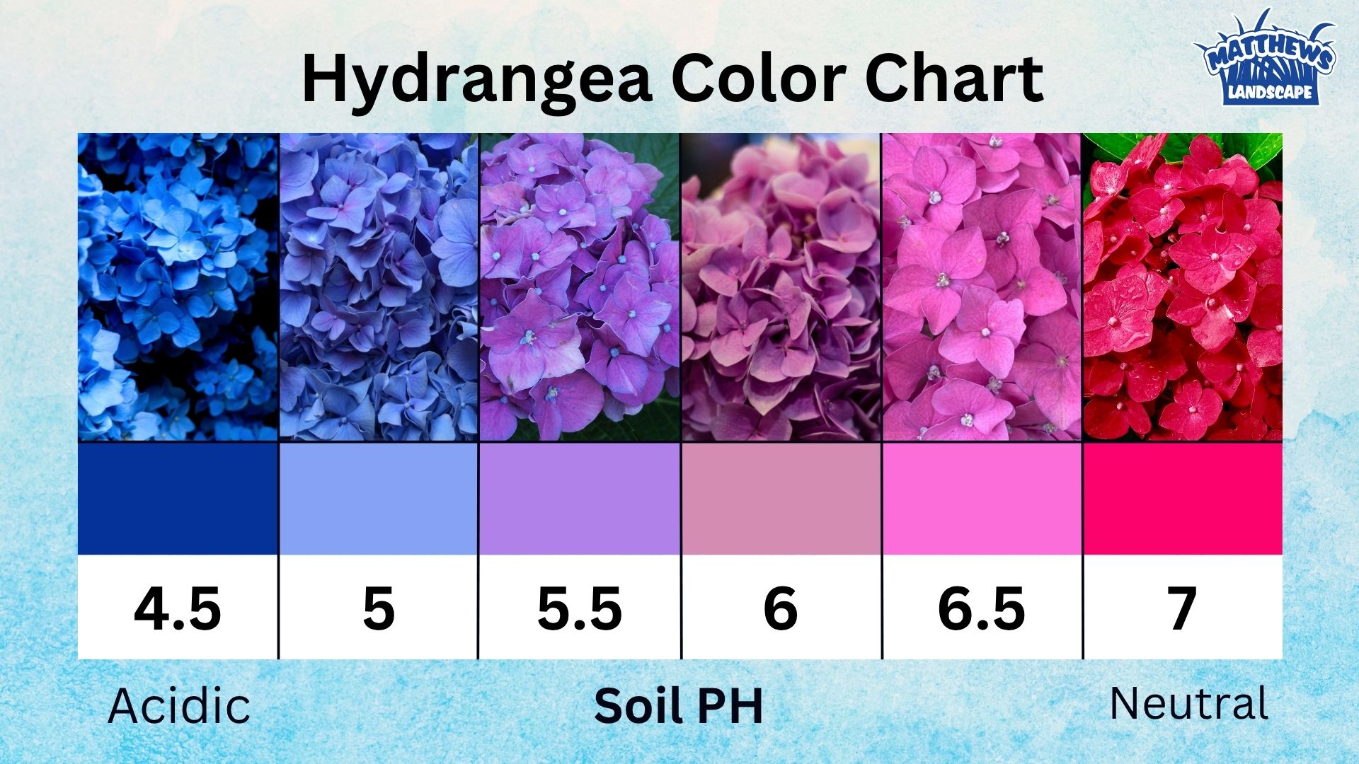 Hydrangeas