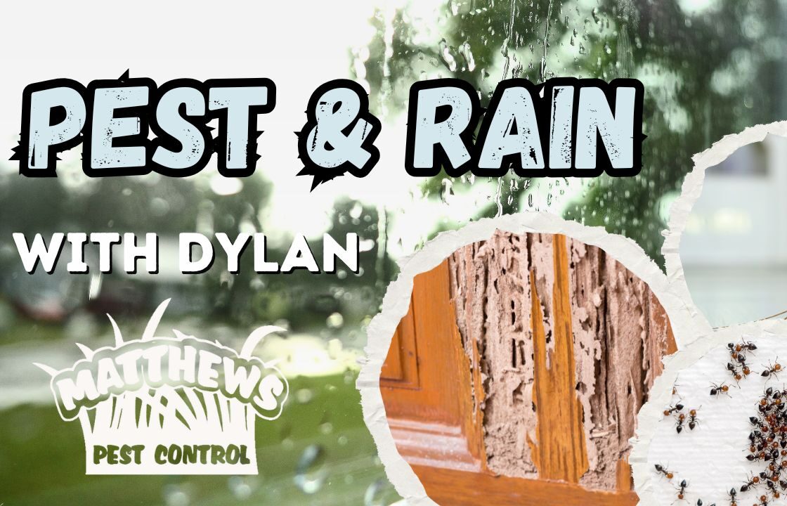 Pest & Rain