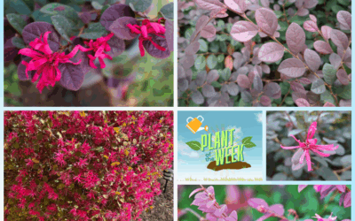 🌿 Plant of the Week: Loropetalum 🌿
