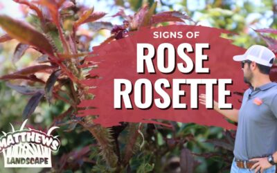 Signs of Rose Rosette Disease