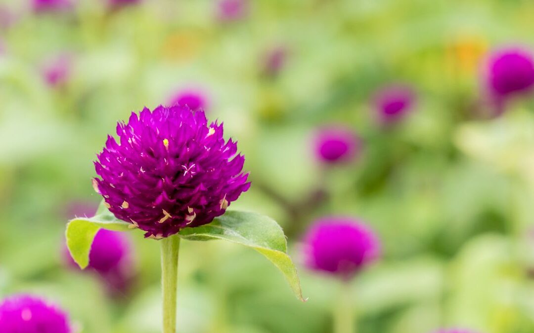 Globe Amaranth: An Unfading Fav