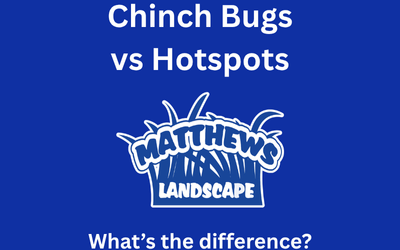 Chinch Bugs vs Hotspots: What’s the Difference?