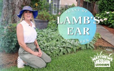 Lamb’s-Ear: A Great Ground Cover