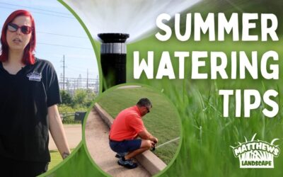 Summer Watering Tips